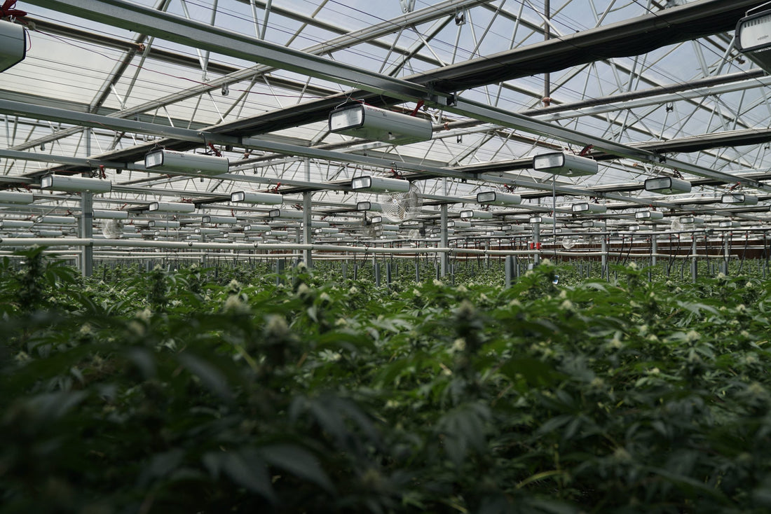 How Do I Find the 𝚃𝙷𝙲 Percentage?